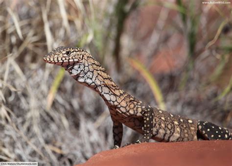 ... lizard, (the perentie. Varanus giganteus). Genus: Varanus ... The Perentie is the largest monitor lizard native to Australia, fourth largest lizard on earth.